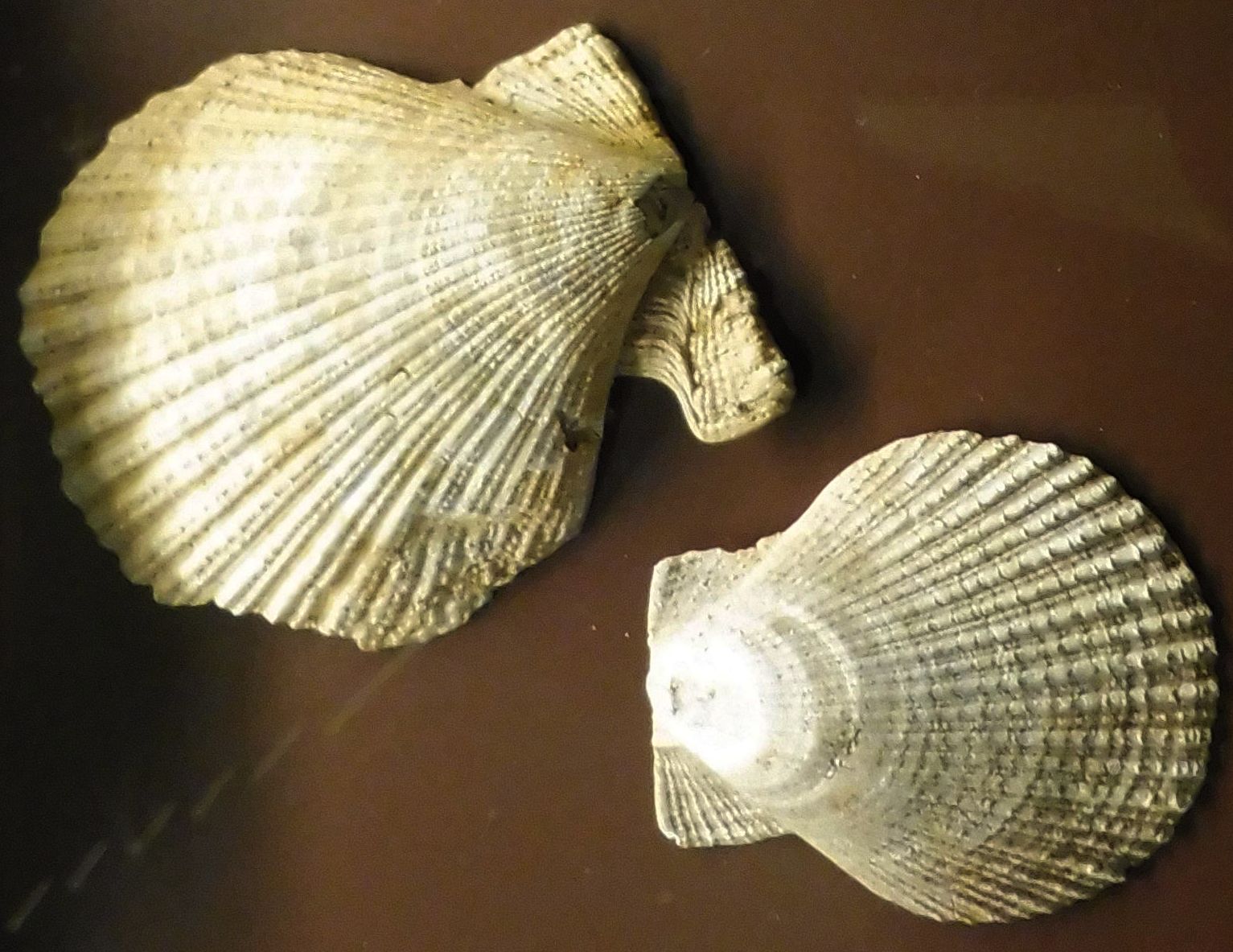 Chlamys Fossilien Natur im AustriaForum